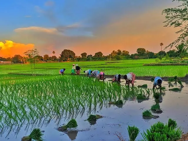 Resort Paddy Farm House Hotel Varkala
